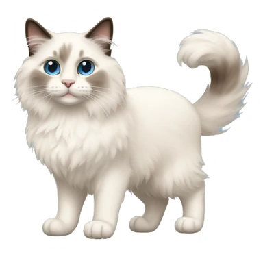 ragdoll cat PROUD WALK sticker