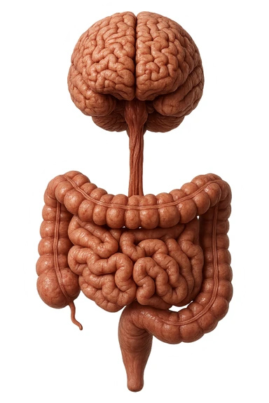INTESTINO ANATOMICO UMANO UNITO VERTICALMENTE A CERVELLO
IPERREALISTICO 4K sticker
