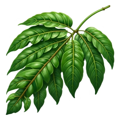 hoja de cafeto sticker