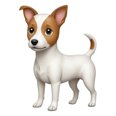 a fully white jack russell the size of a kelpie with floppy ears and a half white face sticker