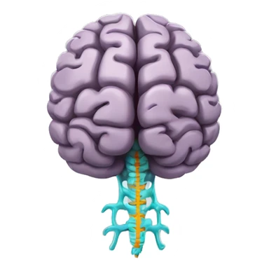 brain with spinal chord  sticker
