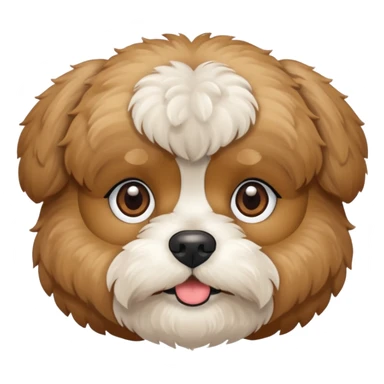 Shihpoo face all tan color, no white sticker