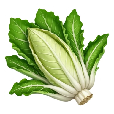 green blegian endive radicchio sticker