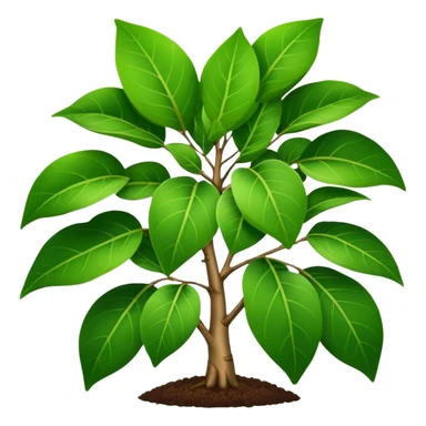 Ficus plant sticker