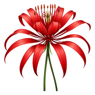 wilting red spider lily  sticker