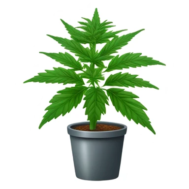 Potted Cannabis sativa tree proportionate rare sticker