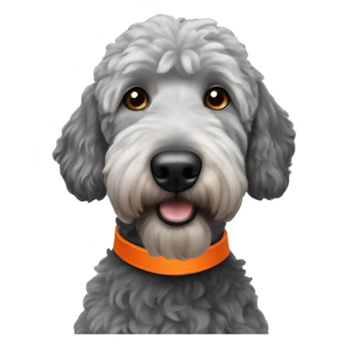 Adult Black golden doodle wearing an orange collar sticker