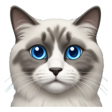 Blue point ragdoll cat with short length hair, with blue eyes, dark face and white body sticker