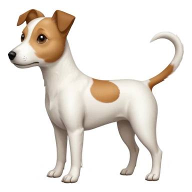 a full body white jack russel looking dog the size of a kelpie with light brown ears and a light brown patch on one eye, flopped down ears and a large snout sticker
