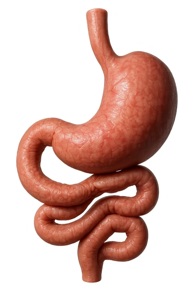 intestino e stomaco sono collegati, iperrealistico 4k, non disegnato sticker