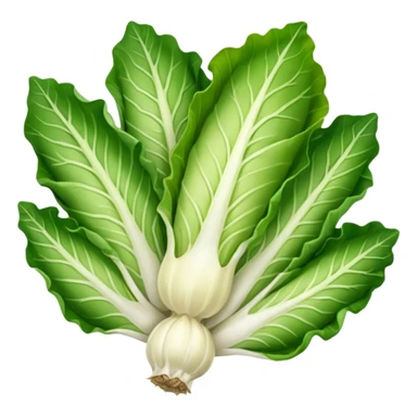 green blegian endive radicchio sticker