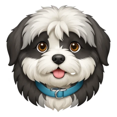 Black Havanese with white chest and greyish around mouth sticker