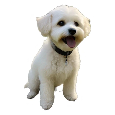 Peaceful day with Maltipoo outdoors  sticker