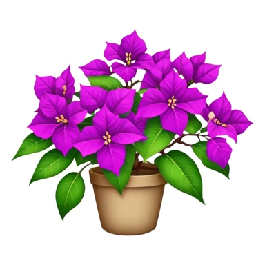 Bougainvillea  sticker