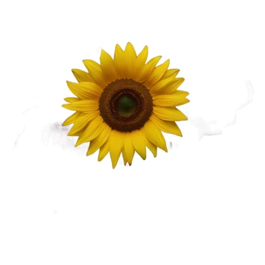 Sunflower burgundy rose sticker