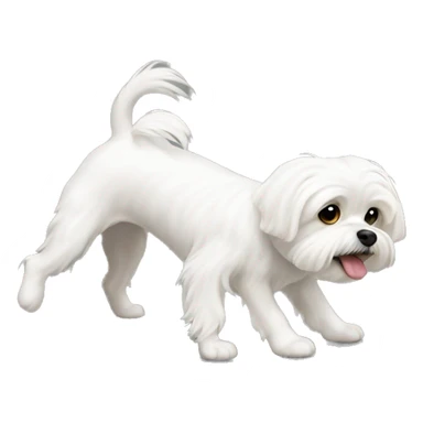 white maltese turning upside down sticker
