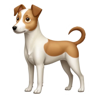 a full body large white parson russell looking dog the size of a kelpie with light brown flapped down ears and a light brown patch on one eye and a large snout sticker