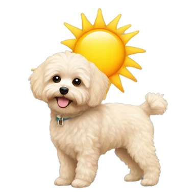 Maltipoo with large sun sticker