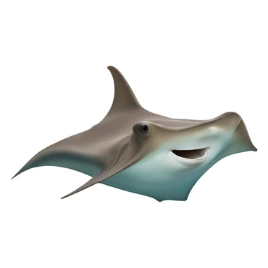 cownose ray sticker