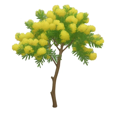 Flowering Acacia  sticker