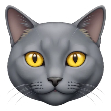 russian blue cat with yellow eyes  sticker