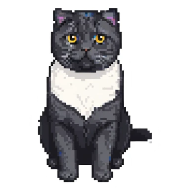 black Scottish fold cat with white spot on the chest sticker