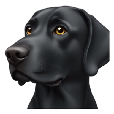 Black sad Labrador dog add white dog on nose and white neck sticker