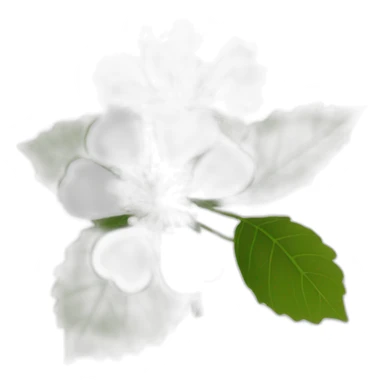 Linden flower white sticker