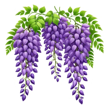Beautiful wisteria with long cascading clusters of purple flowers hanging like grapes, with delicate green pinnate leaves sticker
