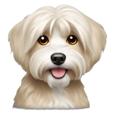 Short hair, beige Havanese dog sticker