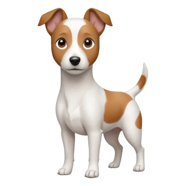 a fully white jack russell the size of a kelpie with floppy ears and a half white face sticker
