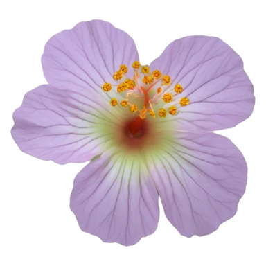 Abutilon abutiloides	Shrubby Indian mallow sticker
