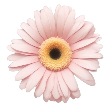 pale pink and pale yellow one flower gerbera sticker