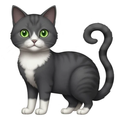 full body view of beautiful female solid dark grey cat with green eyes, white toes/paws and white patch on her chest sticker