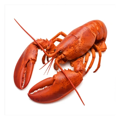 Lobster sticker