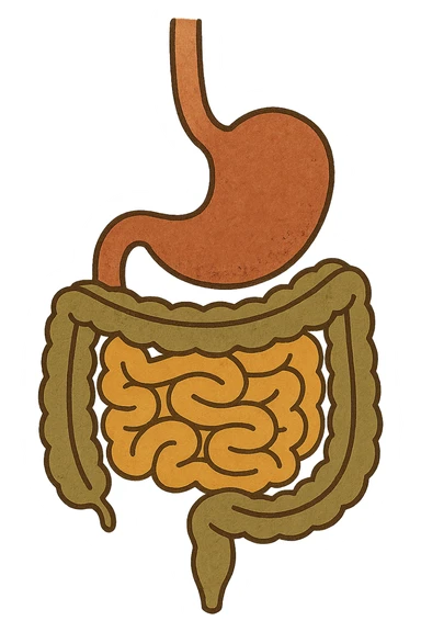 Anatomical illustration of the human digestive system, showing the stomach, small intestine, and large intestine. Smooth 3D style, soft shading, clean and simple design.
 sticker