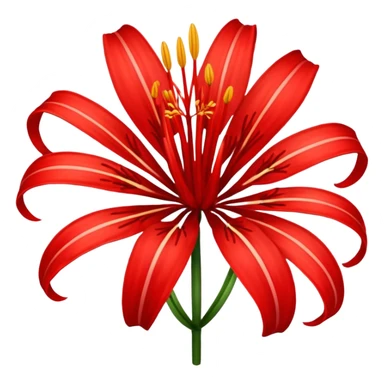 Uma flor de Lycoris radiata sticker