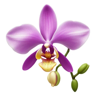 Orchid flower sticker