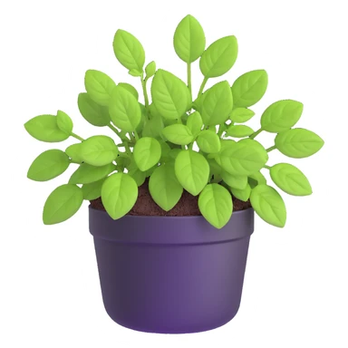 Small sprouts of Plectranthus Verticillatus with perfectly round leaves growing in a shiny metallic pot sticker
