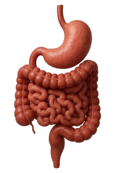 intestino e stomaco sono collegati, iperrealistico 4k, non disegnato sticker