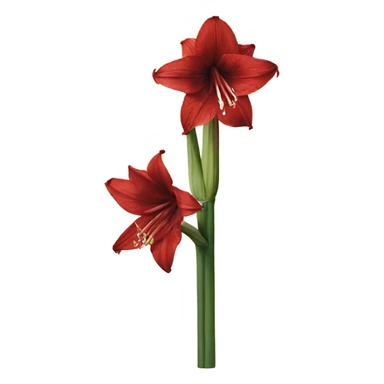 Amaryllis  sticker