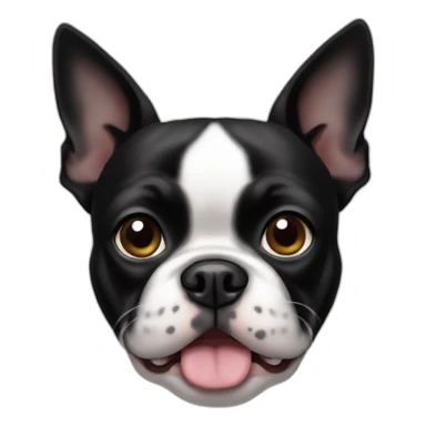 Boston terrier by heater sticker