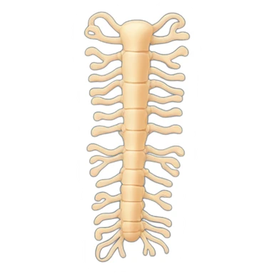 spinal cord sticker