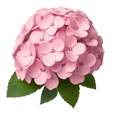 Three light pink hydrangea  sticker