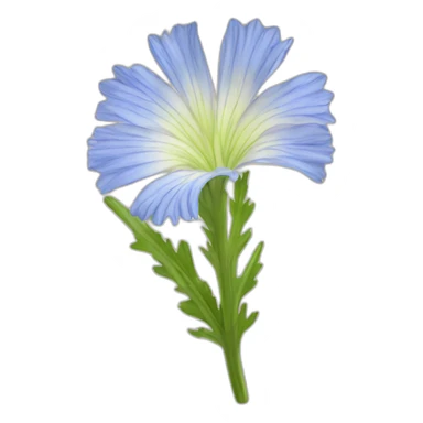 chicory flower sticker