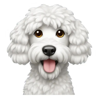 Caniche blanco  sticker