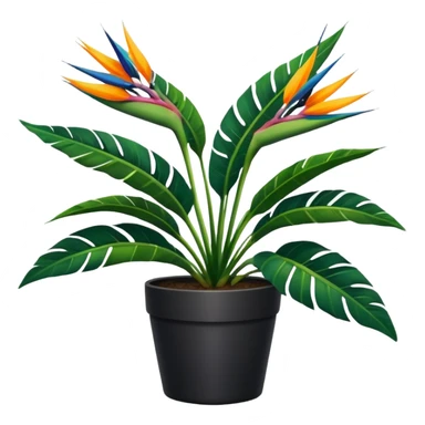 Bird of paradise leafy plant in black pot no white between leaves no background sticker