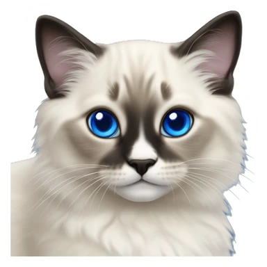 Seal point ragdoll kitten with royal blue eyes sticker