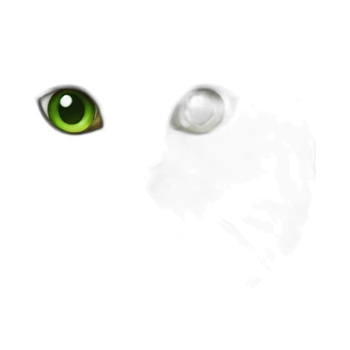 silver persian cat with green eyes sticker