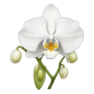 White orchid sticker